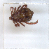  ( - NMNH-2023-034-C02)  @11 [ ] CreativeCommons - Attribution Non-Commercial Share-Alike (2023) Electra Chadd Smithsonian Institution National Museum of Natural History