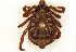  ( - NMNH-2023-034-C02)  @11 [ ] CreativeCommons - Attribution Non-Commercial Share-Alike (2023) Electra Chadd Smithsonian Institution National Museum of Natural History