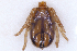  ( - NMNH-2023-034-C04)  @11 [ ] CreativeCommons - Attribution Non-Commercial Share-Alike (2023) Electra Chadd Smithsonian Institution National Museum of Natural History