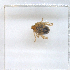  ( - NMNH-2023-034-C05)  @11 [ ] CreativeCommons - Attribution Non-Commercial Share-Alike (2023) Electra Chadd Smithsonian Institution National Museum of Natural History