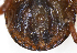  (Rhipicephalus sp. 1_BK_Eth - NMNH-2023-034-C06)  @11 [ ] CreativeCommons - Attribution Non-Commercial Share-Alike (2023) Electra Chadd Smithsonian Institution National Museum of Natural History