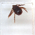  ( - NMNH-2023-034-D01)  @11 [ ] CreativeCommons - Attribution Non-Commercial Share-Alike (2023) Electra Chadd Smithsonian Institution National Museum of Natural History