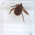  ( - NMNH-2023-034-D01)  @11 [ ] CreativeCommons - Attribution Non-Commercial Share-Alike (2023) Electra Chadd Smithsonian Institution National Museum of Natural History