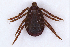  ( - NMNH-2023-034-D01)  @11 [ ] CreativeCommons - Attribution Non-Commercial Share-Alike (2023) Electra Chadd Smithsonian Institution National Museum of Natural History