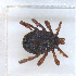  ( - NMNH-2023-034-F03)  @11 [ ] CreativeCommons - Attribution Non-Commercial Share-Alike (2023) Electra Chadd Smithsonian Institution National Museum of Natural History
