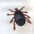  ( - NMNH-2023-034-F03)  @11 [ ] CreativeCommons - Attribution Non-Commercial Share-Alike (2023) Electra Chadd Smithsonian Institution National Museum of Natural History