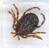  (Hyalomma truncatum_group_1_BK_Eth - NMNH-2023-034-F04)  @11 [ ] CreativeCommons - Attribution Non-Commercial Share-Alike (2023) Electra Chadd Smithsonian Institution National Museum of Natural History