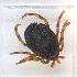  ( - NMNH-2023-034-F04)  @11 [ ] CreativeCommons - Attribution Non-Commercial Share-Alike (2023) Electra Chadd Smithsonian Institution National Museum of Natural History