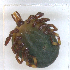  ( - NMNH-2023-034-G12)  @11 [ ] CreativeCommons - Attribution Non-Commercial Share-Alike (2023) Electra Chadd Smithsonian Institution National Museum of Natural History