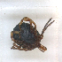  ( - NMNH-2023-034-H01)  @11 [ ] CreativeCommons - Attribution Non-Commercial Share-Alike (2023) Electra Chadd Smithsonian Institution National Museum of Natural History