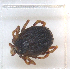  ( - NMNH-2023-034-H04)  @11 [ ] CreativeCommons - Attribution Non-Commercial Share-Alike (2023) Electra Chadd Smithsonian Institution National Museum of Natural History