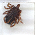  ( - NMNH-2023-035-E01)  @11 [ ] CreativeCommons - Attribution Non-Commercial Share-Alike (2024) Electra Chadd Smithsonian Institution National Museum of Natural History