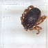  ( - NMNH-2023-035-E03)  @11 [ ] CreativeCommons - Attribution Non-Commercial Share-Alike (2024) Electra Chadd Smithsonian Institution National Museum of Natural History