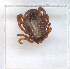  ( - NMNH-2023-035-E03)  @11 [ ] CreativeCommons - Attribution Non-Commercial Share-Alike (2024) Electra Chadd Smithsonian Institution National Museum of Natural History