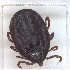 (Rhipicephalus sp. EGK-2018 - NMNH-2023-035-E09)  @11 [ ] CreativeCommons - Attribution Non-Commercial Share-Alike (2024) Electra Chadd Smithsonian Institution National Museum of Natural History