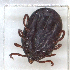  ( - NMNH-2023-035-E09)  @11 [ ] CreativeCommons - Attribution Non-Commercial Share-Alike (2024) Electra Chadd Smithsonian Institution National Museum of Natural History