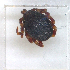  ( - NMNH-2023-035-F07)  @11 [ ] CreativeCommons - Attribution Non-Commercial Share-Alike (2024) Electra Chadd Smithsonian Institution National Museum of Natural History