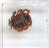  ( - NMNH-2023-035-F08)  @11 [ ] CreativeCommons - Attribution Non-Commercial Share-Alike (2024) Electra Chadd Smithsonian Institution National Museum of Natural History