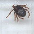  ( - NMNH-2024-001-A11)  @11 [ ] CreativeCommons - Attribution Non-Commercial Share-Alike (2024) Electra Chadd Smithsonian Institution National Museum of Natural History
