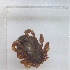 ( - NMNH-2024-001-B08)  @11 [ ] CreativeCommons - Attribution Non-Commercial Share-Alike (2024) Electra Chadd Smithsonian Institution National Museum of Natural History