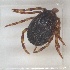  (Hyalomma truncatum_phylogroup III - NMNH-2024-001-B09)  @11 [ ] CreativeCommons - Attribution Non-Commercial Share-Alike (2024) Electra Chadd Smithsonian Institution National Museum of Natural History