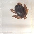  (Hyalomma truncatum_phylogroup II - NMNH-2024-001-C10)  @11 [ ] CreativeCommons - Attribution Non-Commercial Share-Alike (2024) Electra Chadd Smithsonian Institution National Museum of Natural History