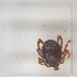  ( - NMNH-2024-001-D11)  @11 [ ] CreativeCommons - Attribution Non-Commercial Share-Alike (2024) Electra Chadd Smithsonian Institution National Museum of Natural History