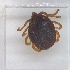  ( - NMNH-2024-002-A11)  @11 [ ] CreativeCommons - Attribution Non-Commercial Share-Alike (2024) Electra Chadd Smithsonian Institution National Museum of Natural History