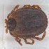  ( - NMNH-2024-002-C02)  @11 [ ] CreativeCommons - Attribution Non-Commercial Share-Alike (2024) Electra Chadd Smithsonian Institution National Museum of Natural History