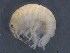  ( - SPCB-PO002)  @11 [ ] CreativeCommons - Attribution (2017) Alex Borisenko Centre for Biodiversity Genomics