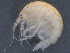 ( - SPCB-PO003)  @11 [ ] CreativeCommons - Attribution (2017) Alex Borisenko Centre for Biodiversity Genomics