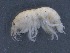  ( - SPCB-PO005)  @11 [ ] CreativeCommons - Attribution (2017) Alex Borisenko Centre for Biodiversity Genomics
