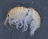  ( - SPCB-PO006)  @11 [ ] CreativeCommons - Attribution (2017) Alex Borisenko Centre for Biodiversity Genomics