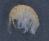  ( - SPCB-PO008)  @11 [ ] CreativeCommons - Attribution (2017) Alex Borisenko Centre for Biodiversity Genomics
