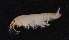  ( - SPCB-EI013)  @11 [ ] CreativeCommons - Attribution (2017) Alex Borisenko Centre for Biodiversity Genomics