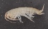  ( - SPCB-EI025)  @11 [ ] CreativeCommons - Attribution (2017) Alex Borisenko Centre for Biodiversity Genomics