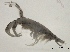  ( - SPCB-CC011)  @11 [ ] CreativeCommons - Attribution (2017) Alex Borisenko Centre for Biodiversity Genomics