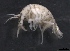 ( - SPCB-CC012)  @11 [ ] CreativeCommons - Attribution (2017) Alex Borisenko Centre for Biodiversity Genomics