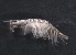  ( - SPCB-CC013)  @11 [ ] CreativeCommons - Attribution (2017) Alex Borisenko Centre for Biodiversity Genomics