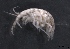  ( - SPCB-CC015)  @11 [ ] CreativeCommons - Attribution (2017) Alex Borisenko Centre for Biodiversity Genomics
