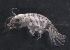  ( - SPCB-CC016)  @11 [ ] CreativeCommons - Attribution (2017) Alex Borisenko Centre for Biodiversity Genomics