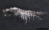  ( - SPCB-CC018)  @11 [ ] CreativeCommons - Attribution (2017) Alex Borisenko Centre for Biodiversity Genomics