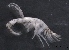  ( - SPCB-CC019)  @11 [ ] CreativeCommons - Attribution (2017) Alex Borisenko Centre for Biodiversity Genomics