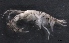  ( - SPCB-CC021)  @11 [ ] CreativeCommons - Attribution (2017) Alex Borisenko Centre for Biodiversity Genomics