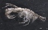  ( - SPCB-CC022)  @11 [ ] CreativeCommons - Attribution (2017) Alex Borisenko Centre for Biodiversity Genomics