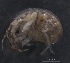  ( - SPCB-CC027)  @11 [ ] CreativeCommons - Attribution (2017) Alex Borisenko Centre for Biodiversity Genomics