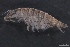  ( - SPCB-CC002)  @11 [ ] CreativeCommons - Attribution (2017) Alex Borisenko Centre for Biodiversity Genomics