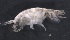  ( - SPCB-CC003)  @11 [ ] CreativeCommons - Attribution (2017) Alex Borisenko Centre for Biodiversity Genomics