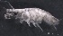  ( - SPCB-CC005)  @11 [ ] CreativeCommons - Attribution (2017) Alex Borisenko Centre for Biodiversity Genomics