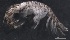  (Chelicorophium curvispinum - SPCB-CC001)  @11 [ ] CreativeCommons - Attribution (2017) Alex Borisenko Centre for Biodiversity Genomics